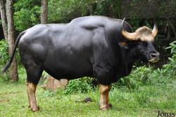 Bos gaurus