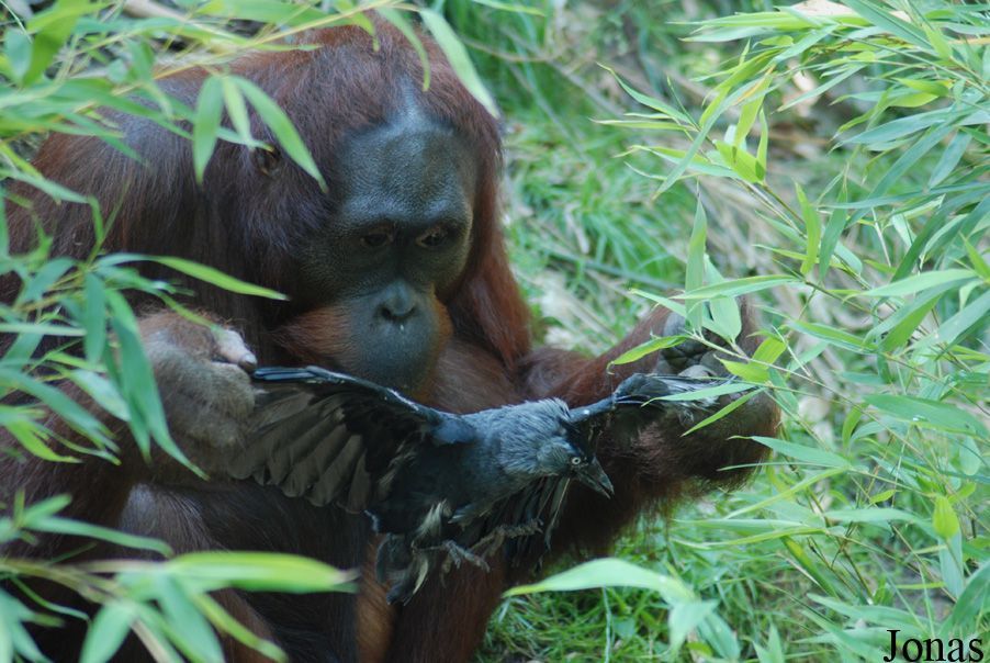 Allwetterzoo Münster