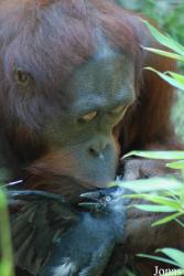 Allwetterzoo Münster