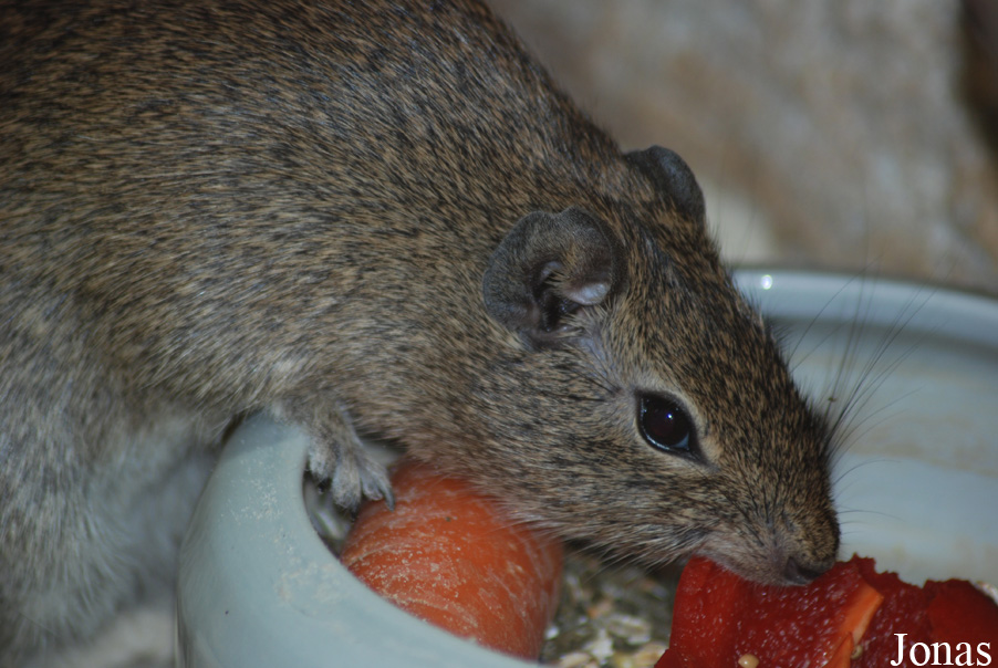 Allwetterzoo Münster