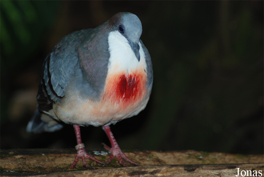 Allwetterzoo Münster