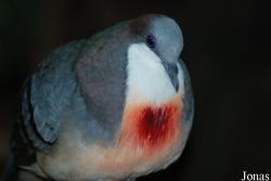 Gallicolumba luzonica