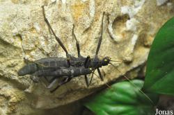 Pseudophasmatidae