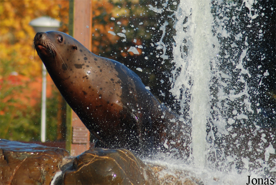 Dolfinarium Harderwijk