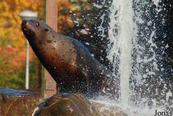 Dolfinarium Harderwijk