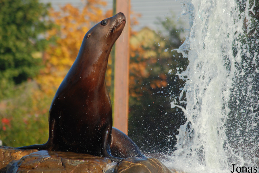 Dolfinarium Harderwijk