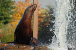Dolfinarium Harderwijk