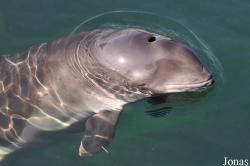 Phocoena phocoena