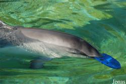 Dolfinarium Harderwijk