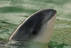 Dolfinarium Harderwijk