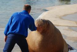 Dolfinarium Harderwijk