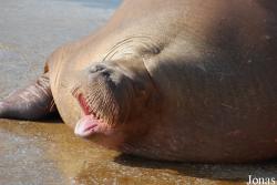 Dolfinarium Harderwijk