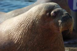 Dolfinarium Harderwijk