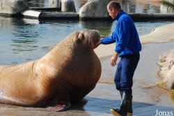 Dolfinarium Harderwijk