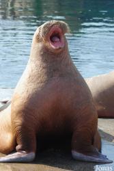 Dolfinarium Harderwijk