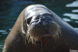 Dolfinarium Harderwijk