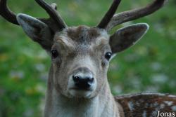 Dierenpark De Scharrelberg