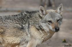 Canis aureus