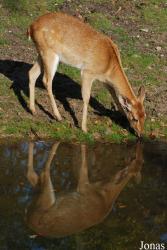 Burgers' Zoo