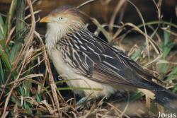 Crotophaginae