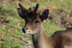 Burgers' Zoo