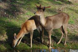 Burgers' Zoo