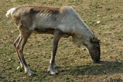 Rangifer tarandus