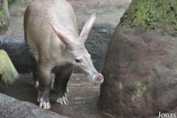 Orycteropodidae