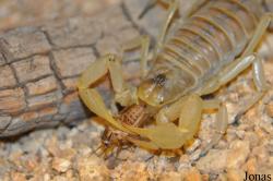 Caraboctonidae