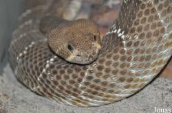 Crotalus ruber