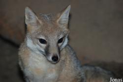 Vulpes velox velox