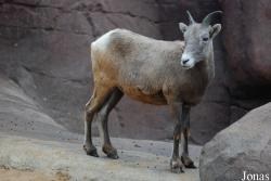 Burgers' Zoo