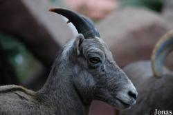 Burgers' Zoo