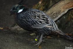 Fazanterie de Rooie Hoeve