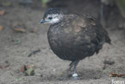 Fazanterie de Rooie Hoeve