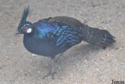 Polyplectron napoleonis
