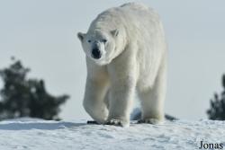 Ursus maritimus