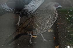 Fazanterie de Rooie Hoeve