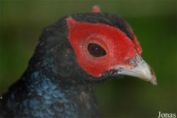 Lophura erythrophthalma