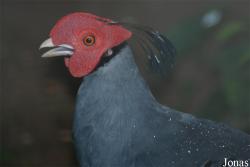 Fazanterie de Rooie Hoeve