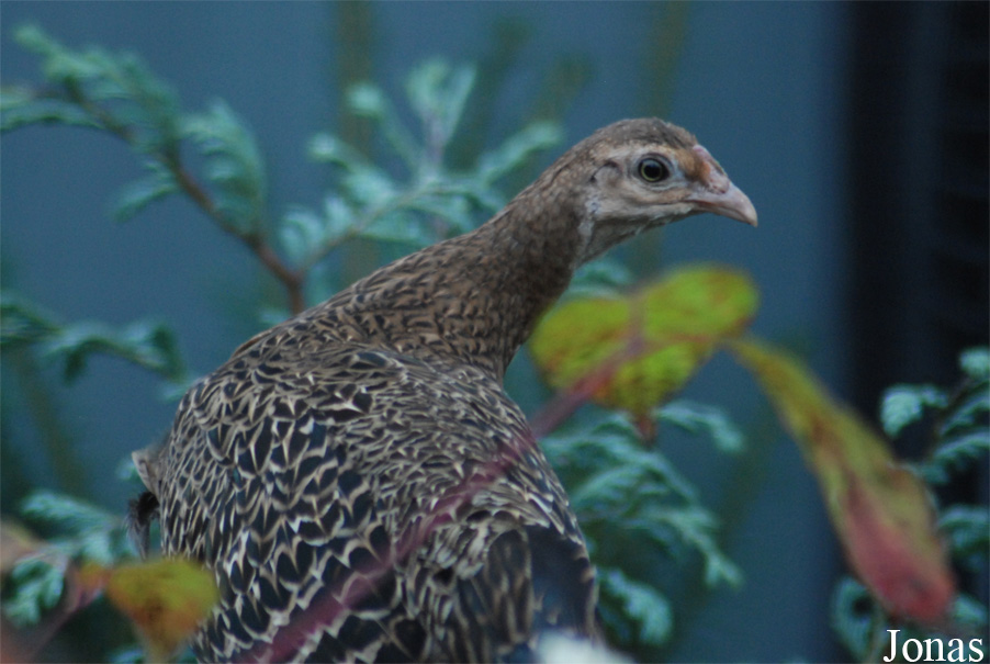 Fazanterie de Rooie Hoeve