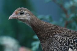 Gallus varius