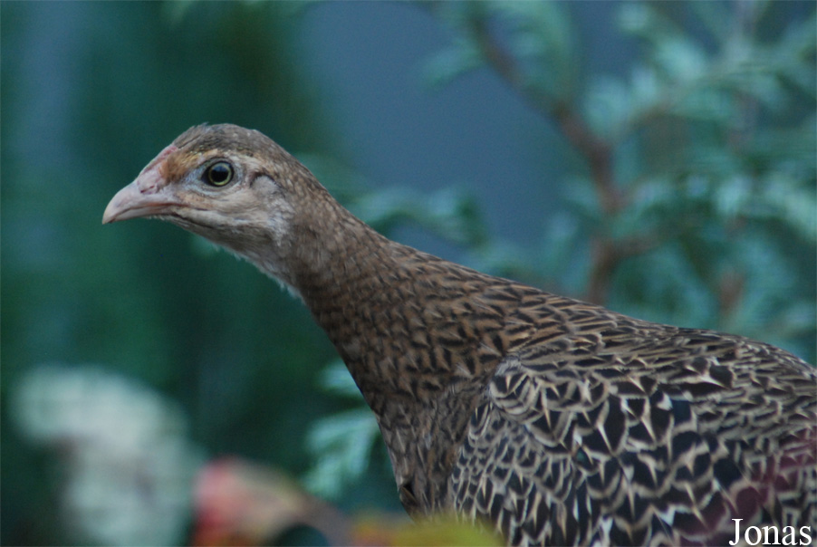 Fazanterie de Rooie Hoeve