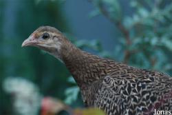 Fazanterie de Rooie Hoeve