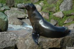 Zalophus californianus