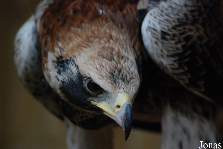 Zoo d'Amnéville