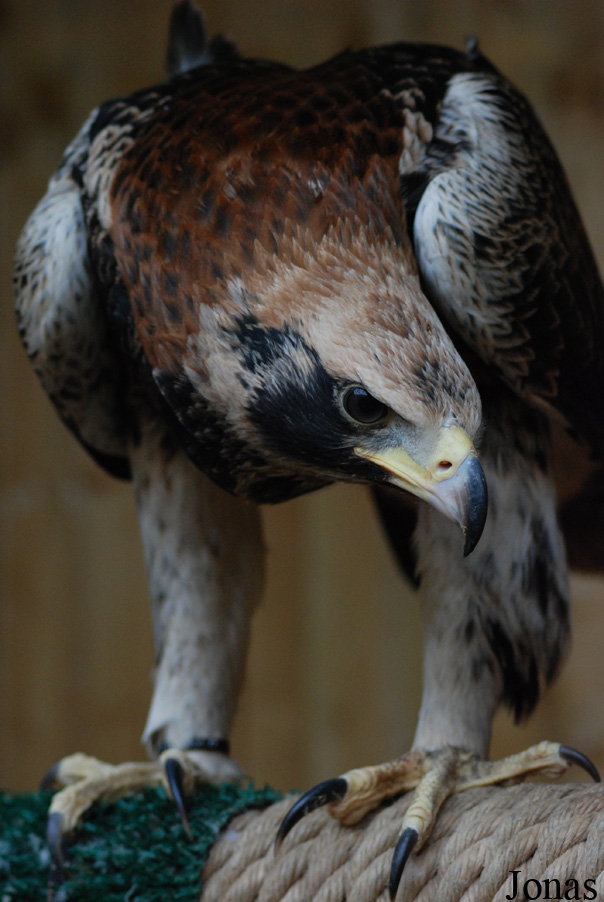 Zoo d'Amnéville