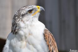 Buteo regalis
