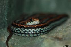 Thamnophis sirtalis tetrataenia