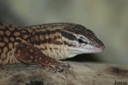 Zoo d'Amnéville
